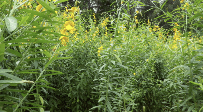 Sunn Hemp Summer Cover Crops